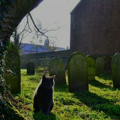 cats in cemeteries/We do not own any of the pictures posted/
DMs are open for submissions.