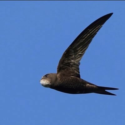 Here to promote the conservation & welfare of #Swifts #saveourswifts here & everywhere