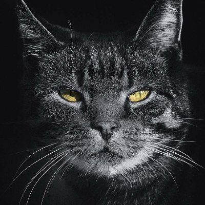 missfirefly27's profile picture. 