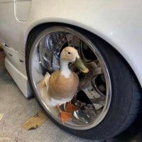 Ryan (@staticsolly) 's Twitter Profile