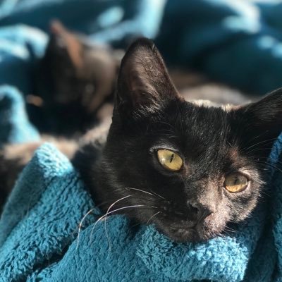 TwoVeggies's profile picture. Radish and Turnip!!!