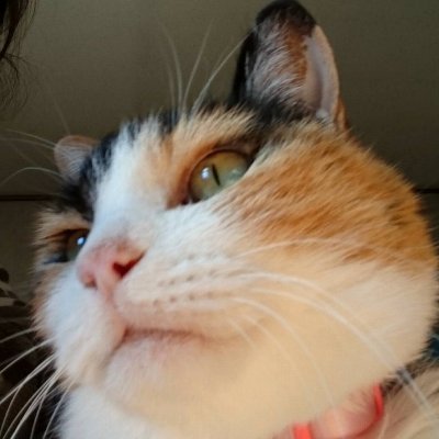 kitsukochan Profile Picture