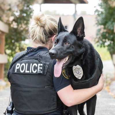 Dual Purpose Narcotics Patrol K9 for the Brown Deer Police Department, WI • GSD • Instagram @k9beny_wi