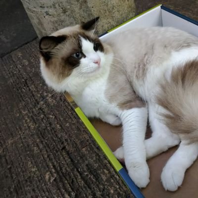 hangi31's profile picture. 広東語が好きになり香港へ来て20数年。基本は広東語。香港映画もドラマも、大陸ドラマ映画も大好き。
『原生之罪』から尹正沼落ち。