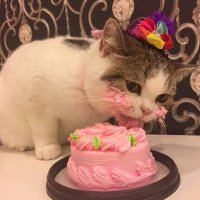 Capitan Gato (@capitangatoyt) 's Twitter Profile Photo