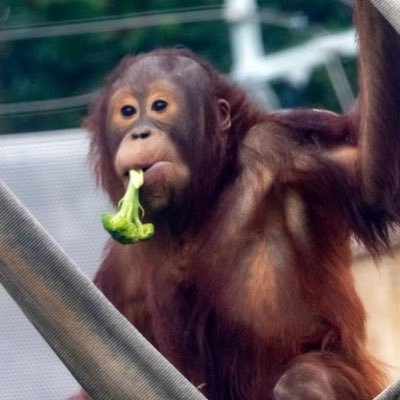 I'm an energetic toddler at the Smithsonian's National Zoo. Account not affiliated with the National Zoo. Header by @kariek and avatar by DC Zoo Walks