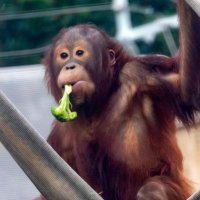 Redd O’rangutan (@orangutanredd) 's Twitter Profile