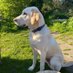 Buddytheschooldog (@buddytheschool1) Twitter profile photo Buddytheschooldog (@buddytheschool1) Twitter profile photo