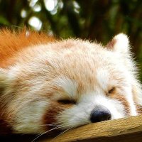 Eloïse Brocas (@_cryptocorn_) 's Twitter Profile