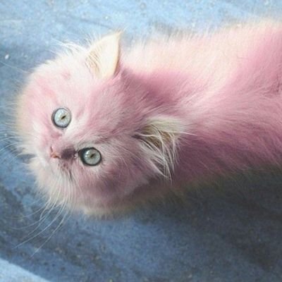 Gata Cucu 2 🐱🐾🎀✏️🖍️🖌️🎀🐾🐱さんのプロフィール画像