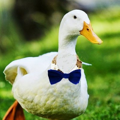 Darkiuzさんのプロフィール画像