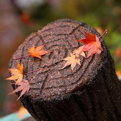 Kazzkun1's profile picture. NMB48田中雪乃さん池田典愛さん特推しです。
平山真衣さん推してます。
渋谷紗雪さん何気に推し始めです。

写真撮影大好きでアイドルさんのライブ、モデルさん、野鳥など撮ってます。
Canon R6mr2  R50
        宜しくお願いします‼