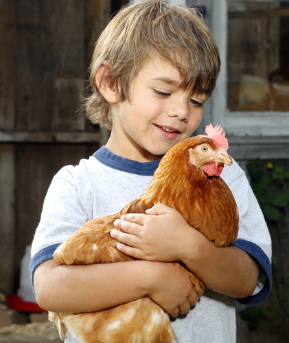 PoultryCentre's profile picture. Poultry Centre is your complete site for looking after Poultry. With 10 years experience we are perfectly placed to help you with anything to do with Poultry.