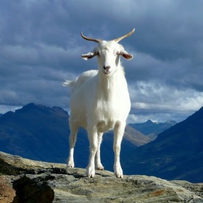 フィジカルコーチ🐐 Profile