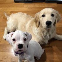 チャム&チャッピー ゴールデンレトリバーとボクサー (@chum_chappy) Twitter profile photo
