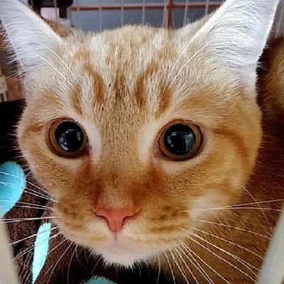 あかつきさんのプロフィール画像