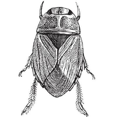 ervindeniz's profile picture. 