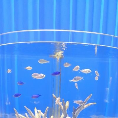 mira_kinoshita's profile picture. 弱い犬ほどよく吠える。