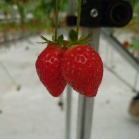 ショート🍓@はる/メス男子 (@short_s_m) 's Twitter Profile