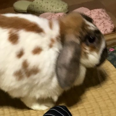 共働きママ事務員/歌趣味(合唱/ゴスペル/アカペラ)/RAG FAIR加藤さん推し(BROAD6/ハモカン)/ジャパンビアソムリエ30期/BJA14期/100ペラ/2023.9第一子♂