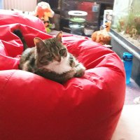 Firecrinkle (@firecrinkle) 's Twitter Profile