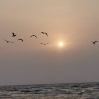 ابو مهند (@oossmmh) 's Twitter Profile Photo