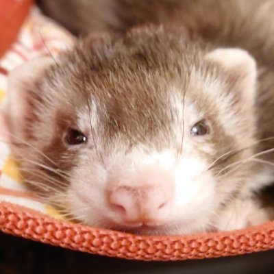 #フェレット の夕陽(ゆひ)です。2021年1月に生まれました。
I am Yuhi, #ferret. Yuhi (夕陽) means sunset in Japanese. I was born in Jan, 2021.