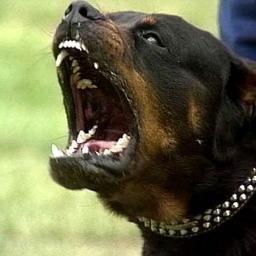 PVV vanaf het eerste uur! 
Rottweilers Ajax
Trump MAGA2024
Nexit