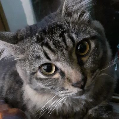 sitommeow's profile picture. 