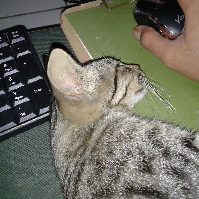 nanueko's profile picture. 100% Degen