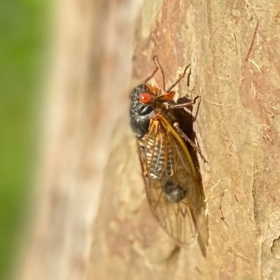 Getting over my fear of bugs...one cicada photo at a time. Falls Church, VA