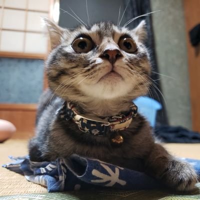 お空に旅立った白い犬と入れ替るかのようにキジトラの迷い子猫が我が家に来ました。音楽と映画とNBAに、イラストを描いたり酒と肴と筋トレをこよなく愛しています。既婚、旦那とキジトラ猫と毎日コツコツ勤労の日々(猫様は鳴くのが仕事)です。