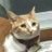 shi_madesu