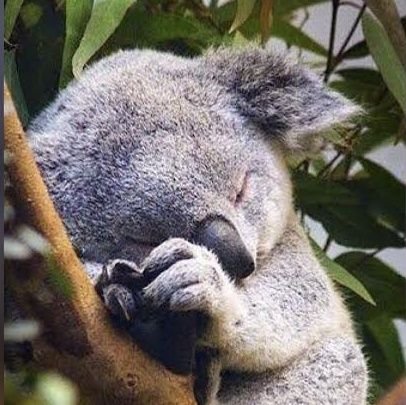 Koala yang Open Commissionsさんのプロフィール画像