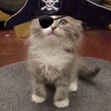 the_pirate_cat Profile Picture