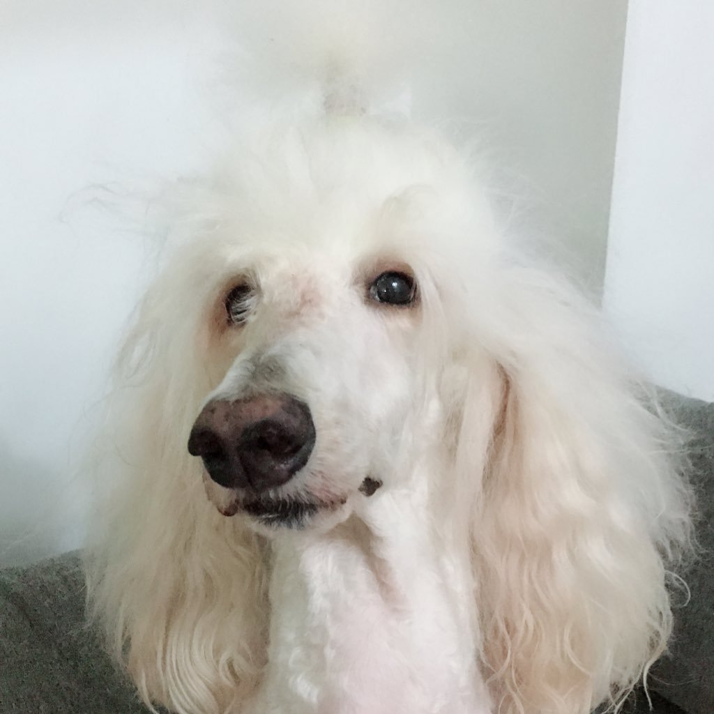 ThereseDavantes's profile picture. life with 🐶🐶🐩🐩⚓️