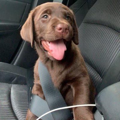 Crypto__Dog's profile picture. 