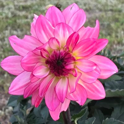My family is everything. Flowers make me happy. Life to too short.