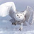 Guidahpotter's profile image