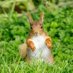 Binevenagh Red Squirrels Group (@BinevenaghR) Twitter profile photo