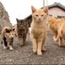 Funny Animals'Life (@funanimalslife) Twitter profile photo Funny Animals'Life (@funanimalslife) Twitter profile photo