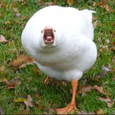 AkshitPatnaik's profile picture. A practitioner of social sciences by training.  Conditioned in the discipline of Management.