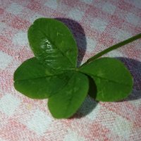 カバチャン (@shikemo1) 's Twitter Profile