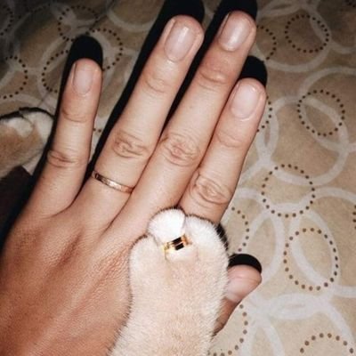 crazy cat lady
