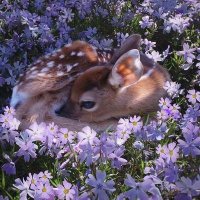 عائشة (@aisha94am1) 's Twitter Profile