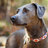 Profile Picture of Sadie The Blue Lacy (@@bluelacy) on Twitter