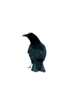 Chronicles of Crime Profile