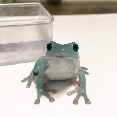 ShleepyP's profile picture. forg