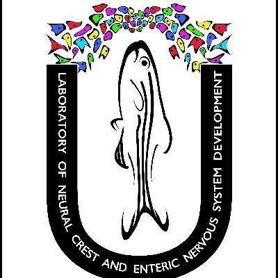 Developmental Biologist. Assistant Professor, BioSciences @RiceUniversity. An Editor-in-Chief @Diff_Journal #zebrafish #neuralcrest #ENS #neurodevelopment