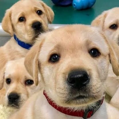 Lost any family member in this COVID?, We've an opportunity to fill the same place with our puppies.
Puppies can make you to come back.